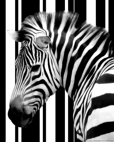 Code Zebra